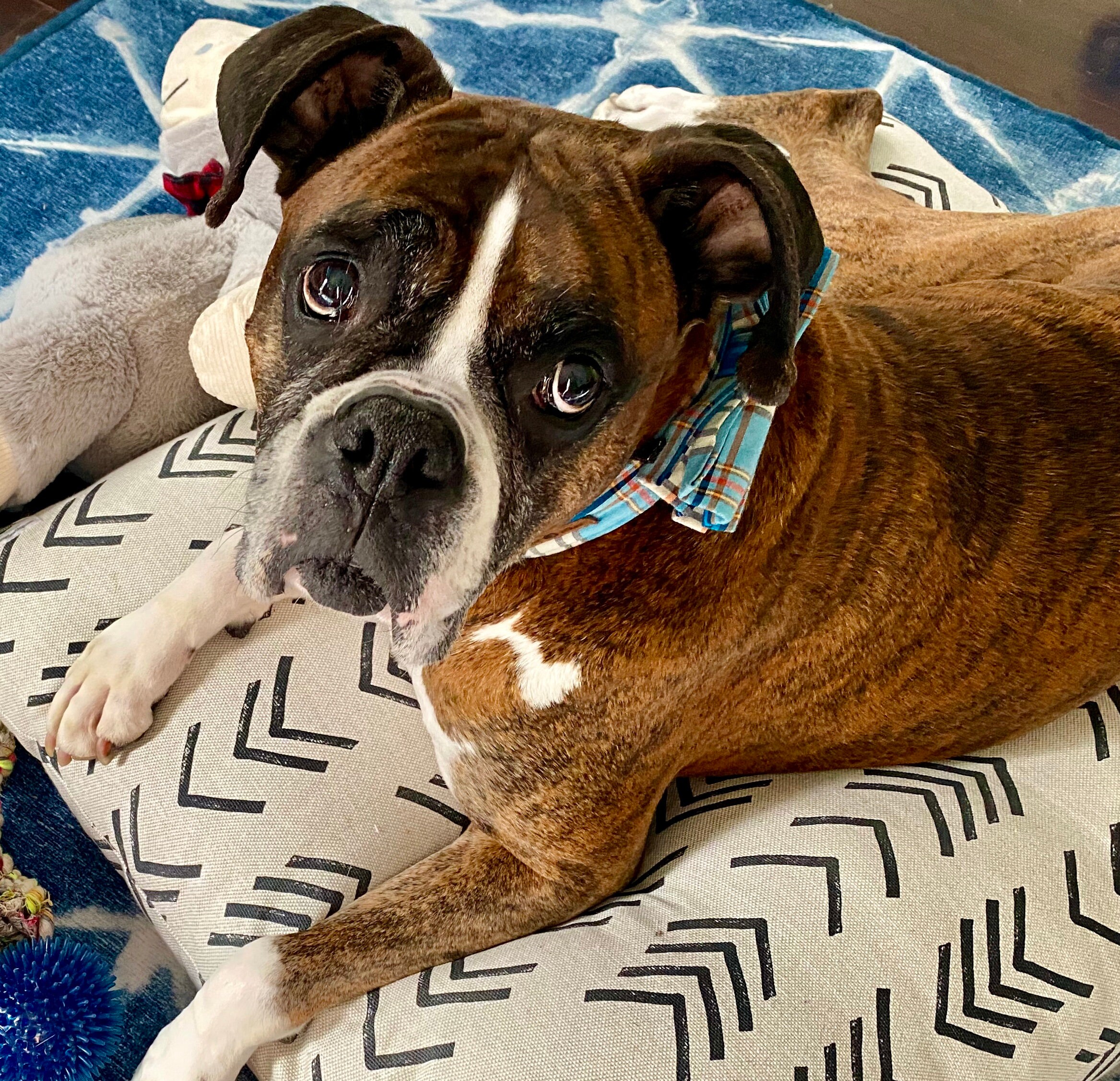 Modern Mud Cloth Dog Bed Cover Boho Chic Mudcloth Pet Bed Etsy