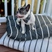 see more listings in the Dog Pillow Beds section