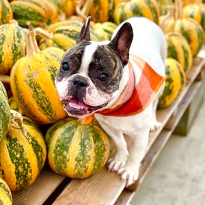 Geruite flanellen hondenbandana, gepersonaliseerde geruite herfstbandana, oranje en crème geruite huisdierenbandana, warme huisdierensjaal, huisdierenkleding met naam