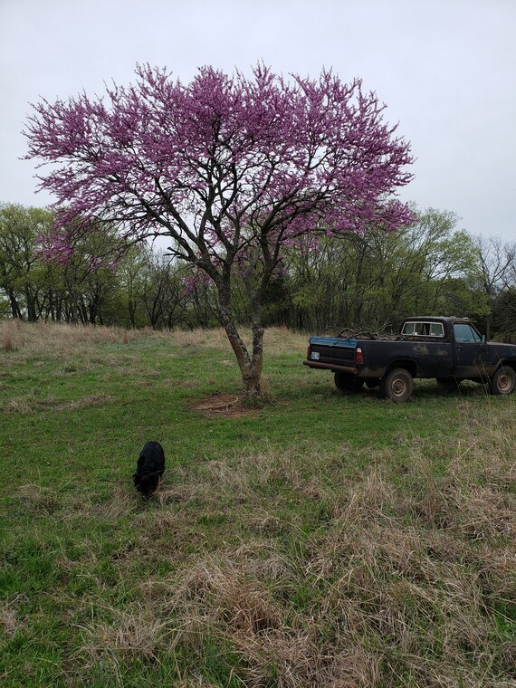 Oklahoma Redbud Seed Pods Etsy