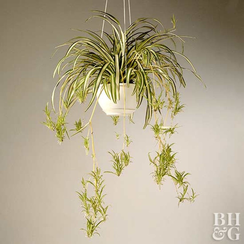 Spider Plant Cutting Etsy