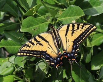 May include: A vibrant yellow and black butterfly with detailed wing patterns is perched on green leaves. The butterfly's wings are spread, revealing a complex design of stripes and spots. The image is a close-up of the butterfly and foliage.