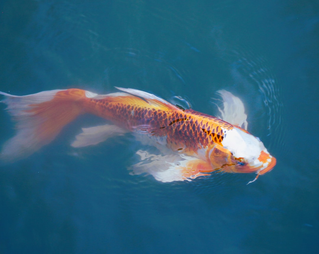 Elegant Koi Fish Photo Digital Download Etsy