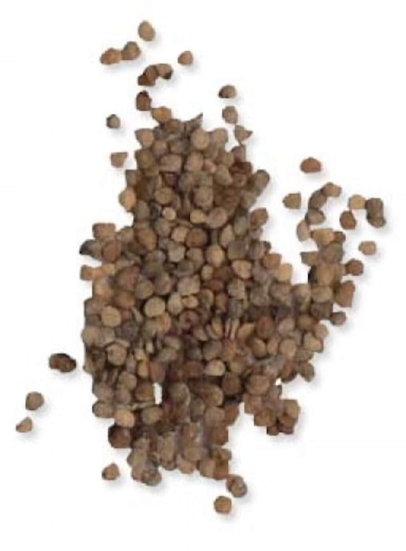 Virgínia Tobacco Seeds 2000 Units Etsy