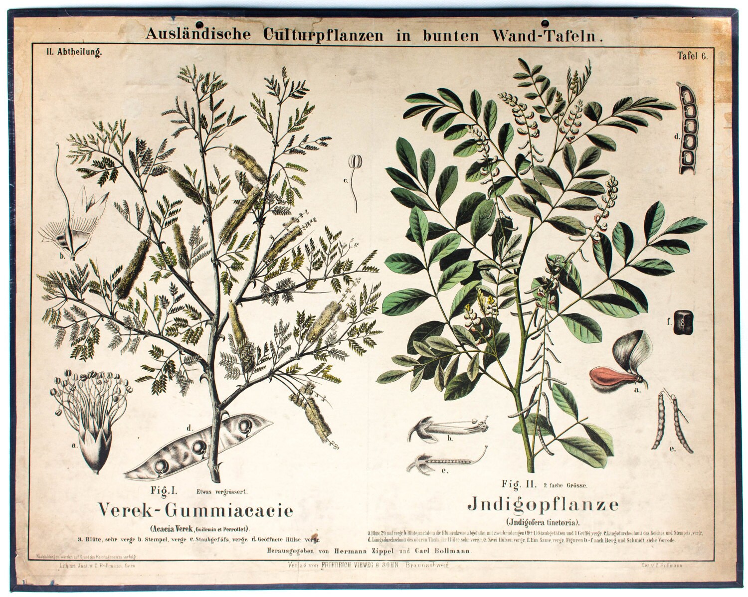 Wall Chart Indigo Plant By Zippel And Bollmann 1877 Etsy