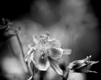 Elves flowers - black and white
