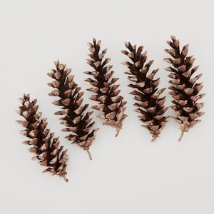 May include: Five brown pine cones arranged on a white background. The pine cones are a natural brown color with a textured surface, and are arranged in a slightly curved line. The image is well-lit and the focus is sharp.