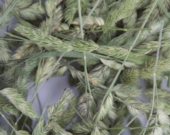 Organic Orchard Grass Seed Head Treats: Guinea Pig, Rabbit, Hamster & Other Small Pets