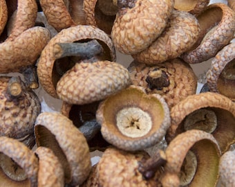 Real Red Oak Acorn Caps: Natural Craft Supply