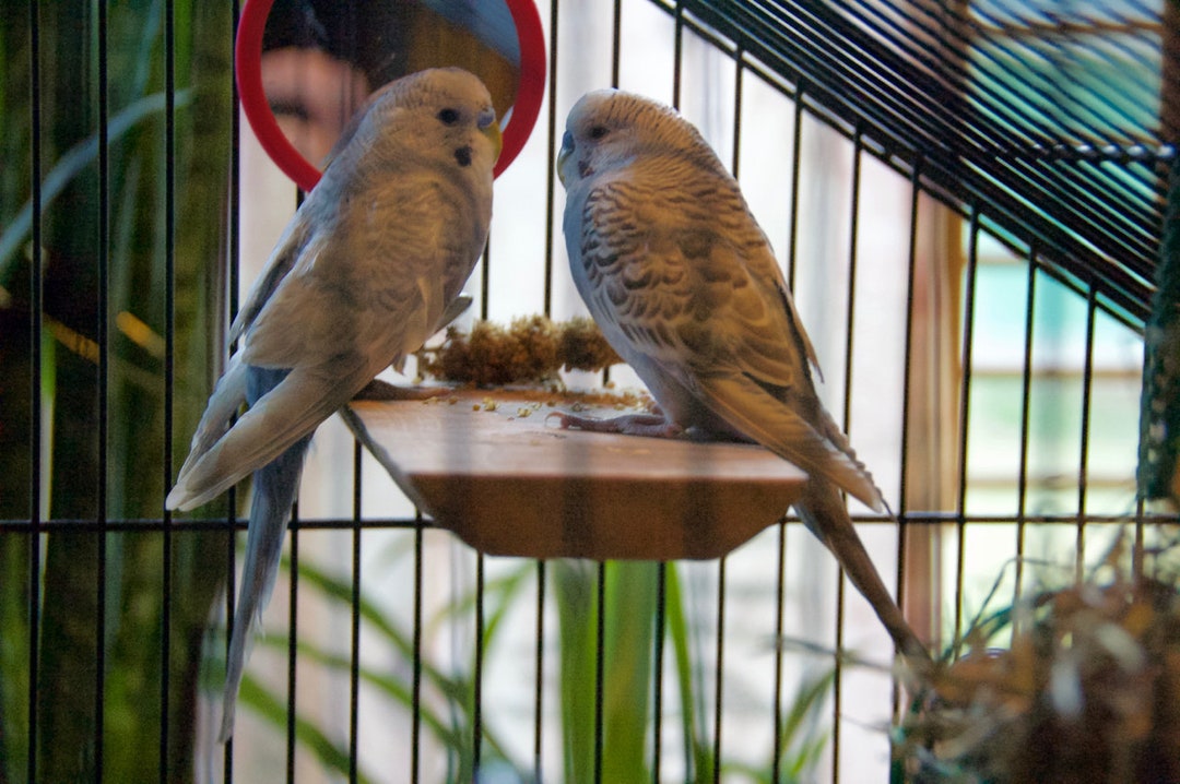 Bird Cage Flat Perches, Organic Apple Wood, Pet Parrot, Mounting Hardware Included, Free