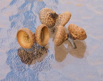 Real Red Oak Acorn Cap Pairs: Craft & Decor Supply