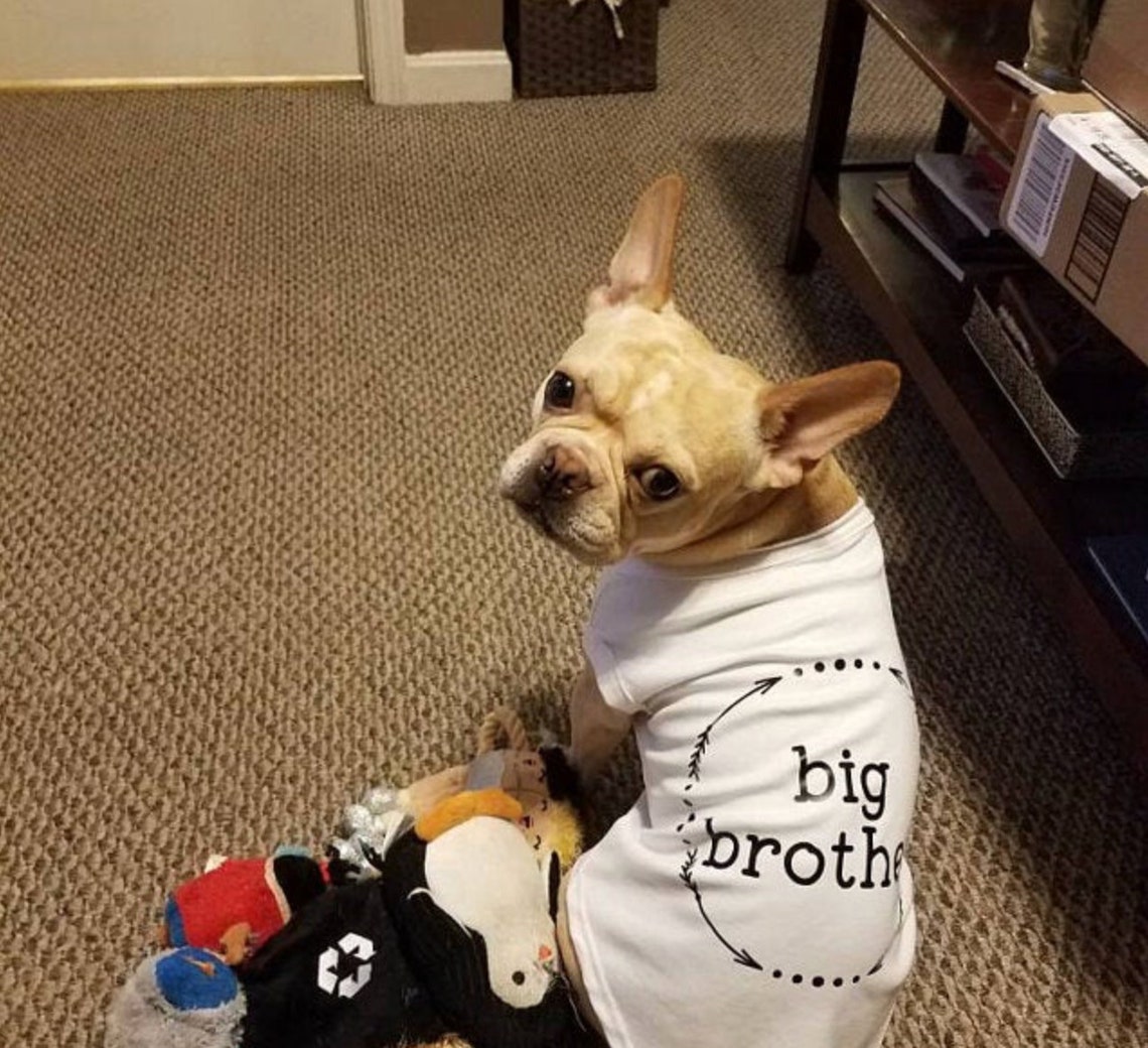 Dog Clothes Big Brother Dog Shirt Dog Big Brother Dog Big Etsy