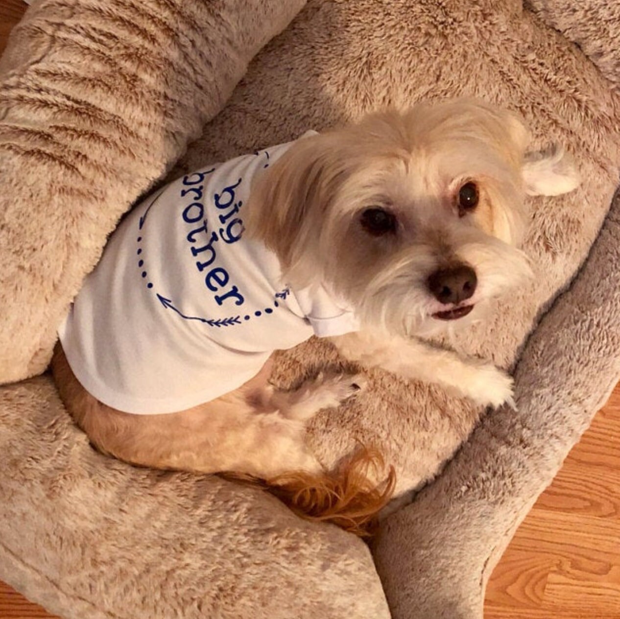 Dog Clothes Big Brother Dog Shirt Dog Big Brother Dog Big Etsy