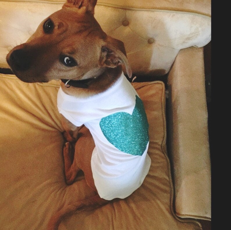 Dog Shirt Dog Shirts for Dogs Dog Clothes Shirts For Dogs Dog Etsy