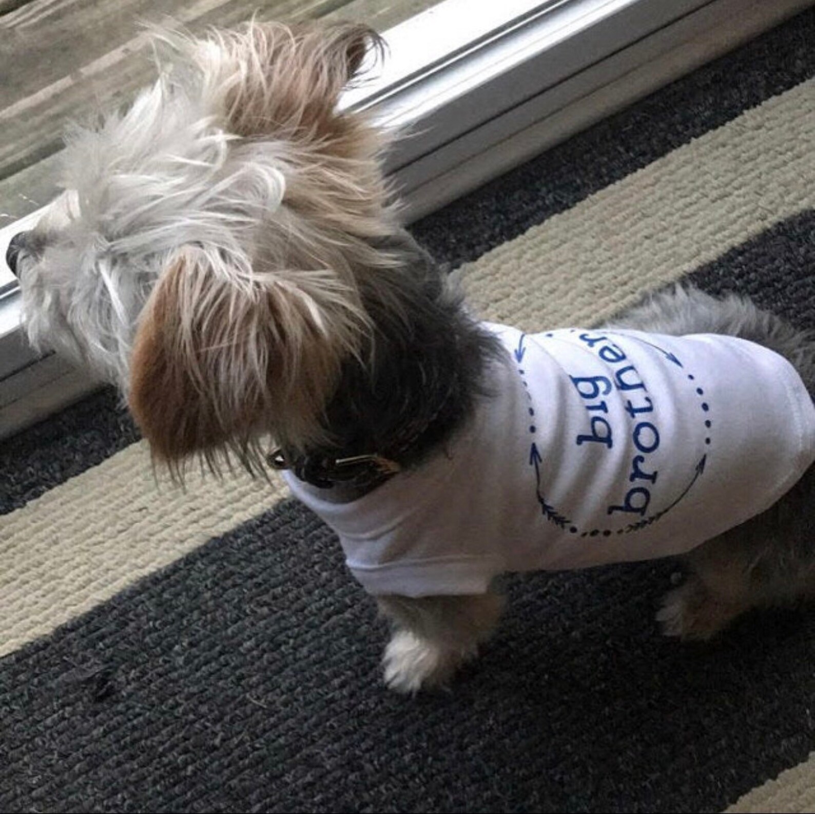 Dog Clothes Big Brother Dog Shirt Dog Big Brother Dog Big Etsy