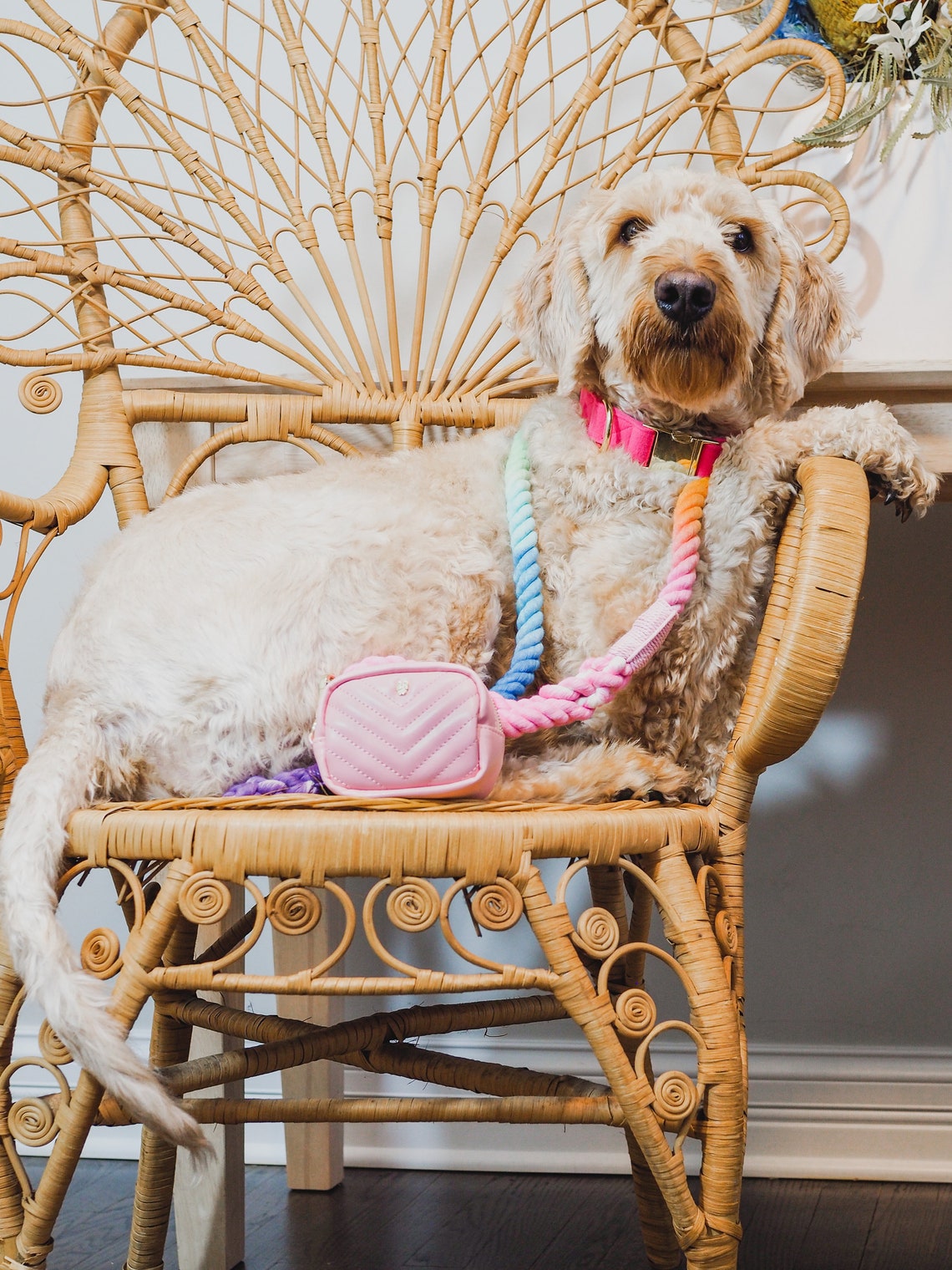 Regenbogen Hund Leine Regenbogen Seil Leine Regenbogen Leine Etsy