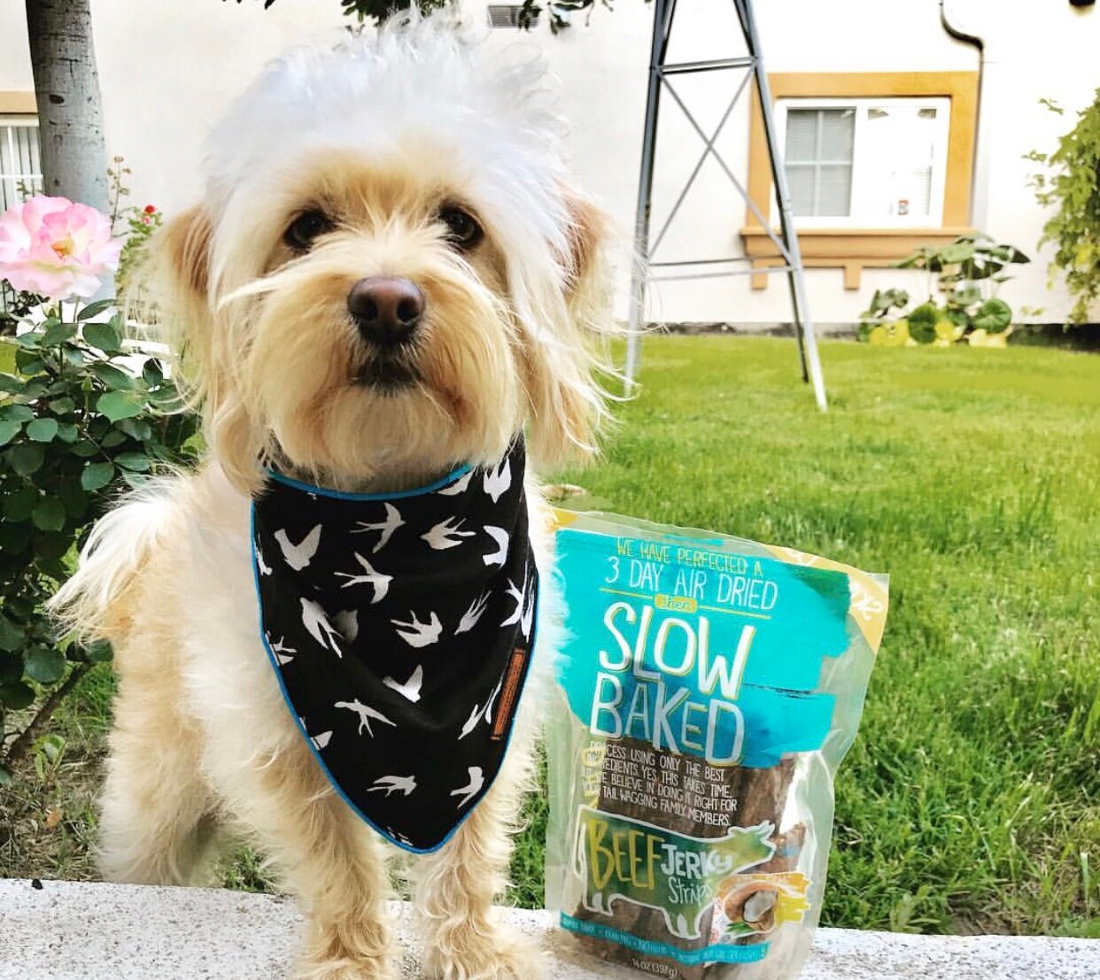 Boy Dog Bandana Dog Scarf Custom Dog Bandana Bandana For Dogs Etsy