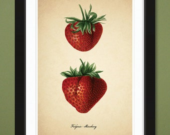 Strawberry — 1889 – USDA Pomological Watercolor Collection (12x18 Heavyweight Art Print)