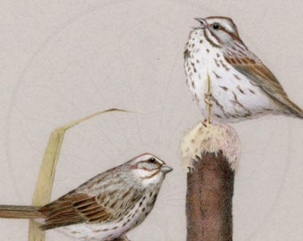 Bird Art Print. Birds of Virtue. Whimsical Bird Art Print. Song Sparrows. 8 x 10 inches