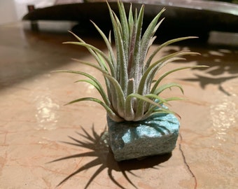 Aventurine Crystal w/ Air Plant