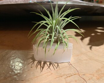 Crystal w/ Air Plant