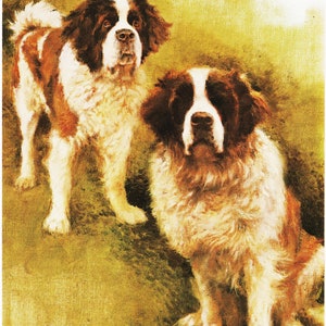 Vintage St Bernard Dog Print: Rien Poortvliet Lithograph
