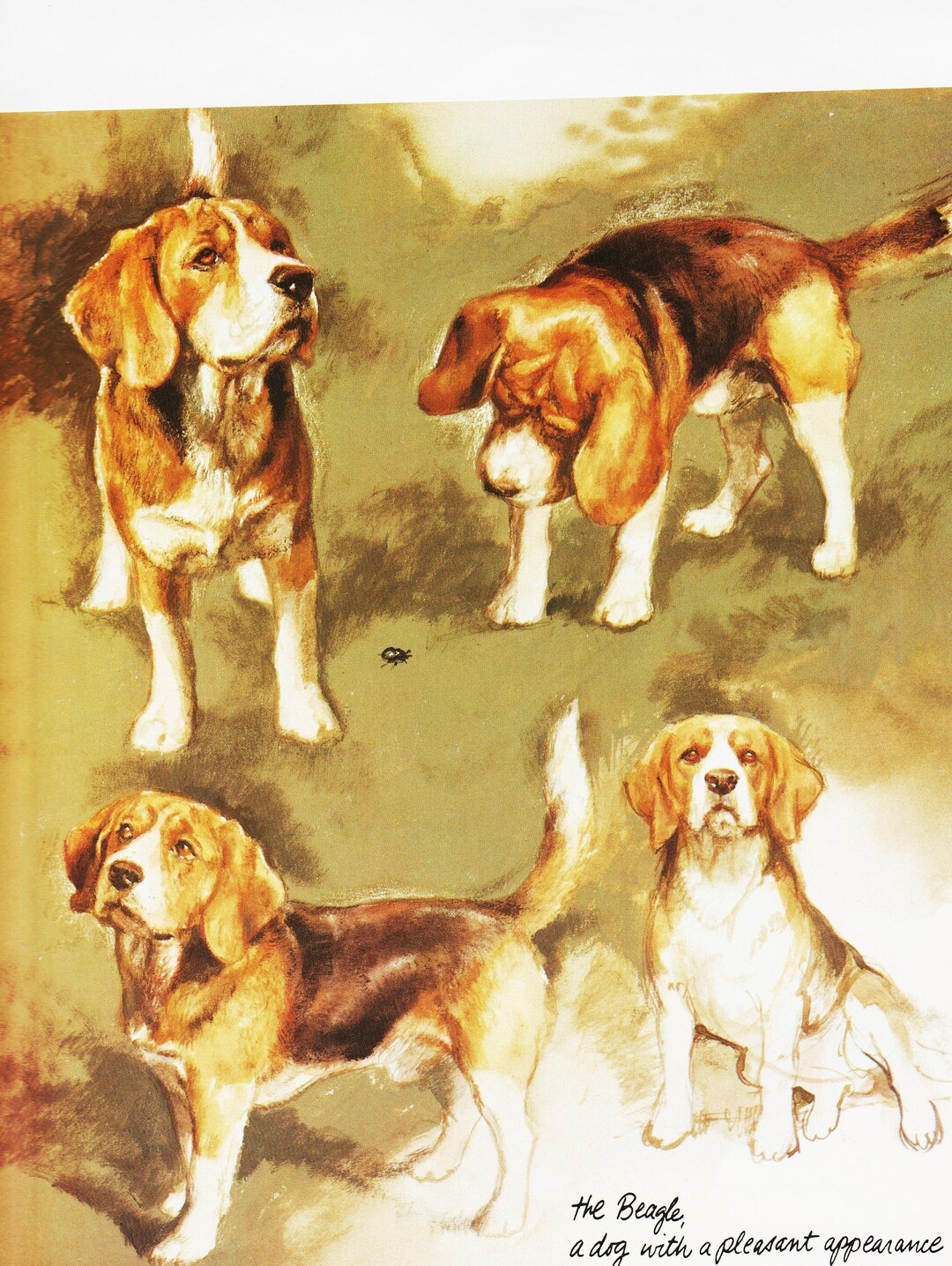Dog Art Print Vintage Dog Wall Art for Canine Wall Decor "beagle" Rien