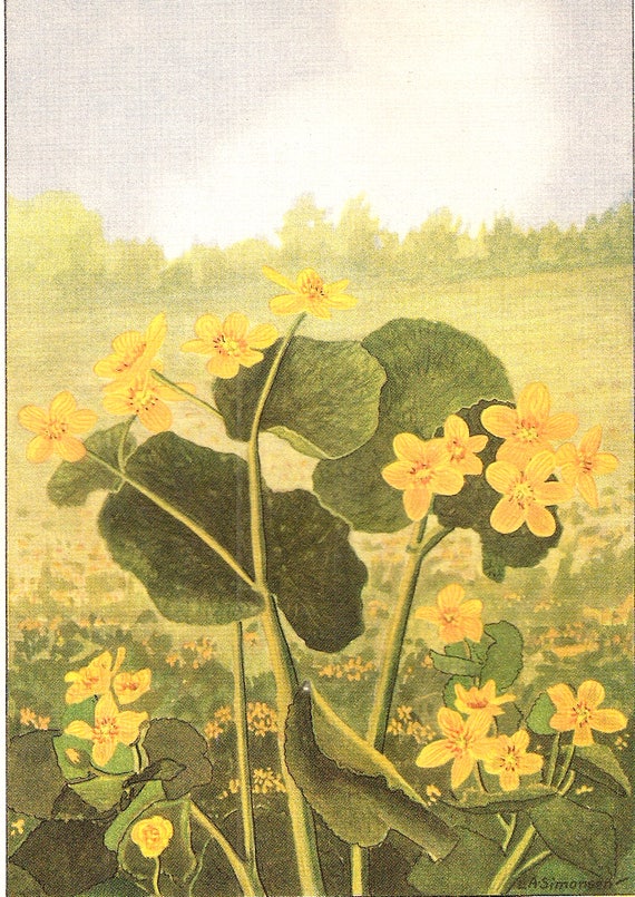 1926 Vintage GARDEN FLOWER /"DAHLIA/" GORGEOUS COLOR Art Print Lithograph