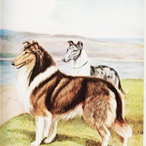 Vintage Dog Print Dog Wall Art Dog Picture &quot;Collie Dog&quot; Shepherd Dogs by Edwin Megargee Working Dogs