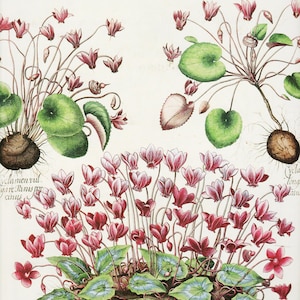 Vintage Cyclamen Print: Botanical Flower Wall Art, Gardener Gift