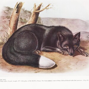 Audubon Print Wild Animal Art Zoology Artwork of &quot;Silver Fox&quot; Nature Lover Gift for Farmhouse Decor (14)