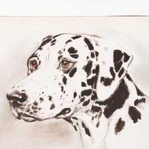 1940s Dog Drawing Vintage Dog Print Dog Artwork &quot;Dalmation&quot; by Diana Thorne, Canine Art for Dog Lover Gift
