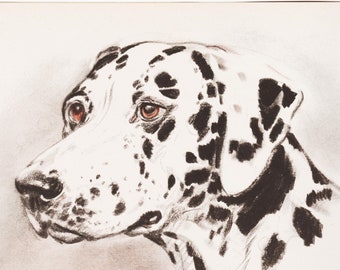1940s Dog Drawing Vintage Dog Print Dog Artwork "Dalmation" by Diana Thorne, Canine Art for Dog Lover Gift