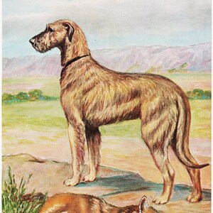 Hunting Dog Print of Irish Wolfhound Vintage Dog Artwork by Edwin Megargee for Dog Wall Art