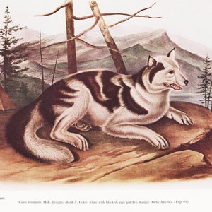 Natural History Art Wildlife Print of Animal Artwork &quot;Hare Indian Dog&quot; by JJ Audubon for Country Home Decor (12)