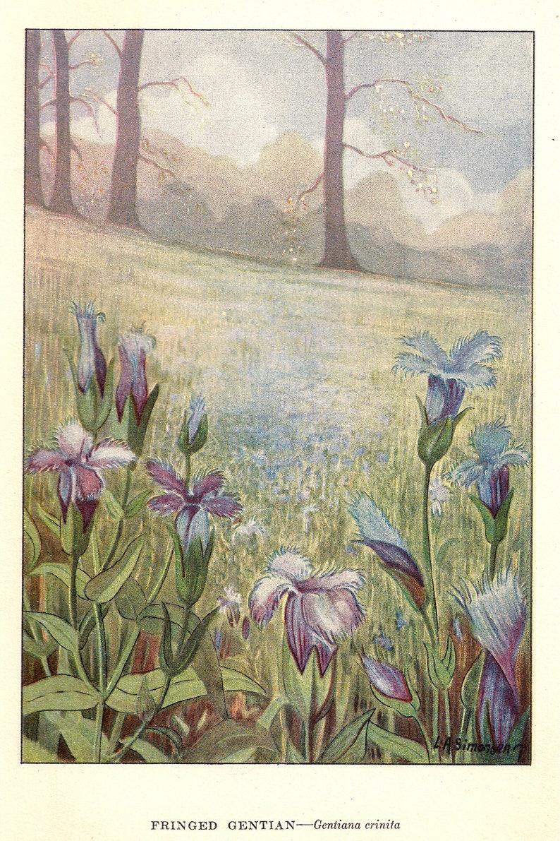 1926 Vintage WILD FLOWER /"MEADOW LILY/" GORGEOUS COLOR Art Print Lithograph
