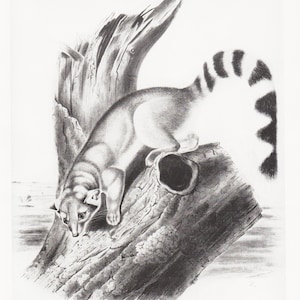 Wildlife Wall Art Audubon Art Print Animal Illustration &quot;Ring Tailed Cat&quot; Zoology Artwork for Schoolroom Decor (25)