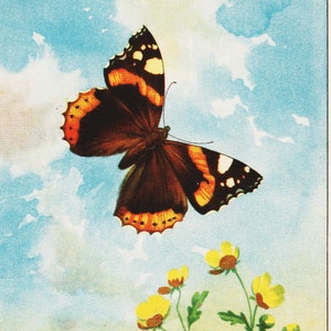 Butterfly Print Vintage Wall Art for Insect Wall Decor &quot;Red Admiral Butterfly&quot; Scientific Illustration
