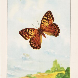 Vintage Tawny Emperor Butterfly Lithograph Print: Botanical Insect Art