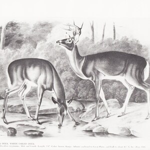 Wildlife Wall Art Audubon Art Print Animal Illustration &quot;Virginia Deer&quot; Zoology Artwork for Schoolroom Decor (45)