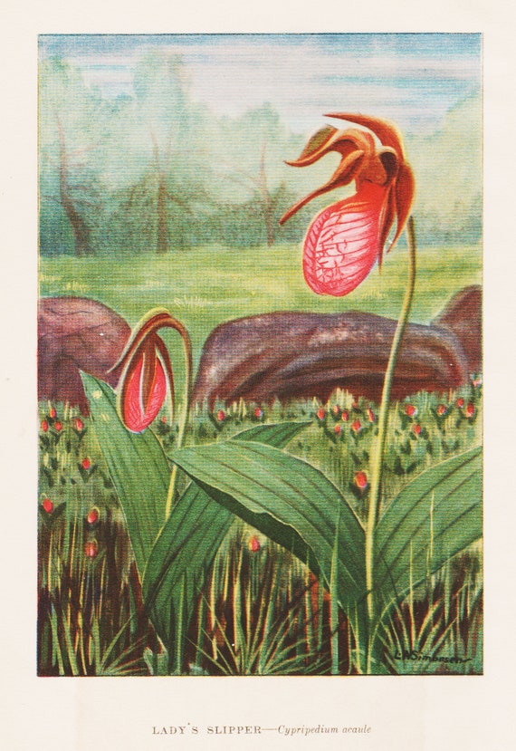 1926 Vintage WILD FLOWER /"MEADOW LILY/" GORGEOUS COLOR Art Print Lithograph