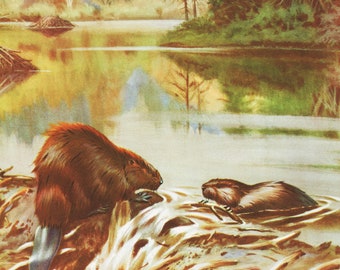 Animal Illustration Wildlife Wall Art for Animal Lover Gift "Beaver" Wild Animal Print by Walter Weber