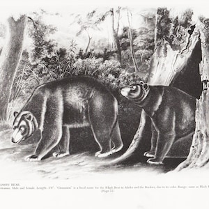 Audubon Print Wild Animal Art Zoology Artwork &quot;Cinnamon Bear&quot; Woodlands Nature Lover Gift, Farmhouse Decor (23)