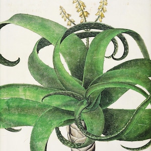 Aloe Plant Print: Vintage Botanical Succulent Lithograph (13x10)