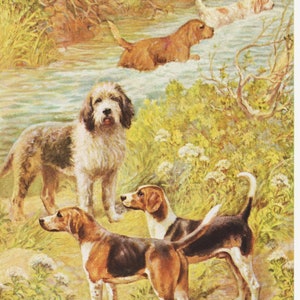 Dog Illustration Dog Art Print for Dog Mom Gift "Otterhound" by Edward Miner Hound Dog Hunting Dog (158)