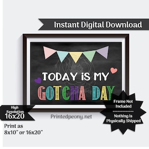 May include: A chalkboard sign with a colorful banner and the text "TODAY IS MY GOTCHA DAY". The sign is framed in black and has a white background.
