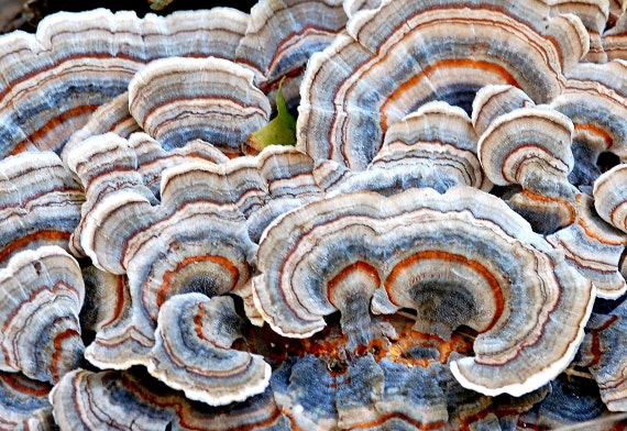 Turkey Tail Medicinal Mushroom Tincture Trametes versicolor | Etsy