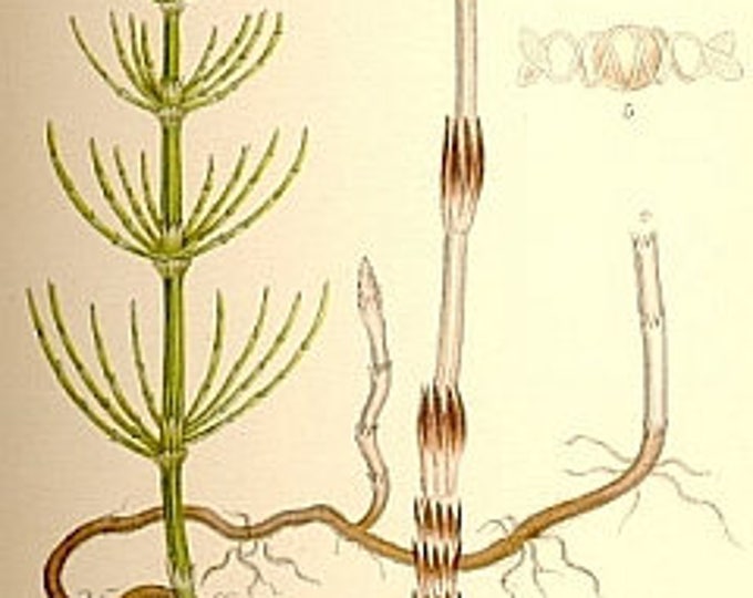 Строение весеннего побега хвоща полевого. Весенний побег хвоща полевого. Весенний побег хвоща. Спороносный побег полевого хвоща весенний. Строение летнего побега хвоща полевого.