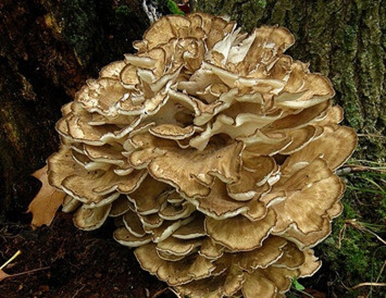 Maitake Medicinal Mushroom Tincture grifola Frondosa Hen of Etsy