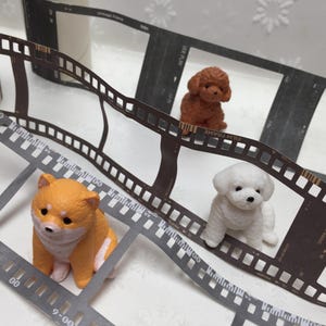 May include: Three small toy dogs, a brown poodle, a white poodle, and a brown and white Shiba Inu, are arranged on a film strip background. The film strip is curled and has numbers and markings on it.
